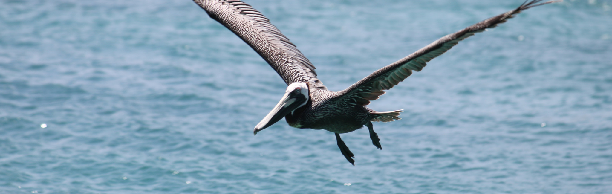 pelican flying above the ocean outside batu villa